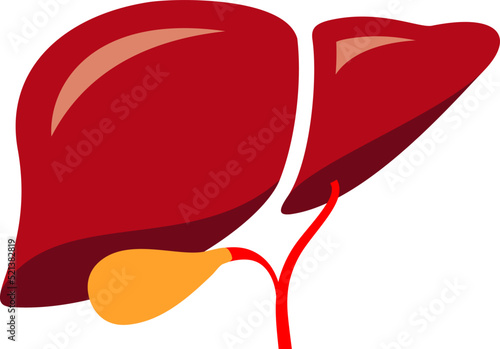 Liver vector cartoon, human internal organ