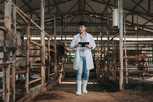 Veterinary Asian man using application on digital tablet for monitoring cattle health in cowshed at farm. Agriculture cattle farm. Animal husbandry in cattle farm.