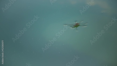 (Gerris lacustris) commonly known as the common pond skater or common water strider photo