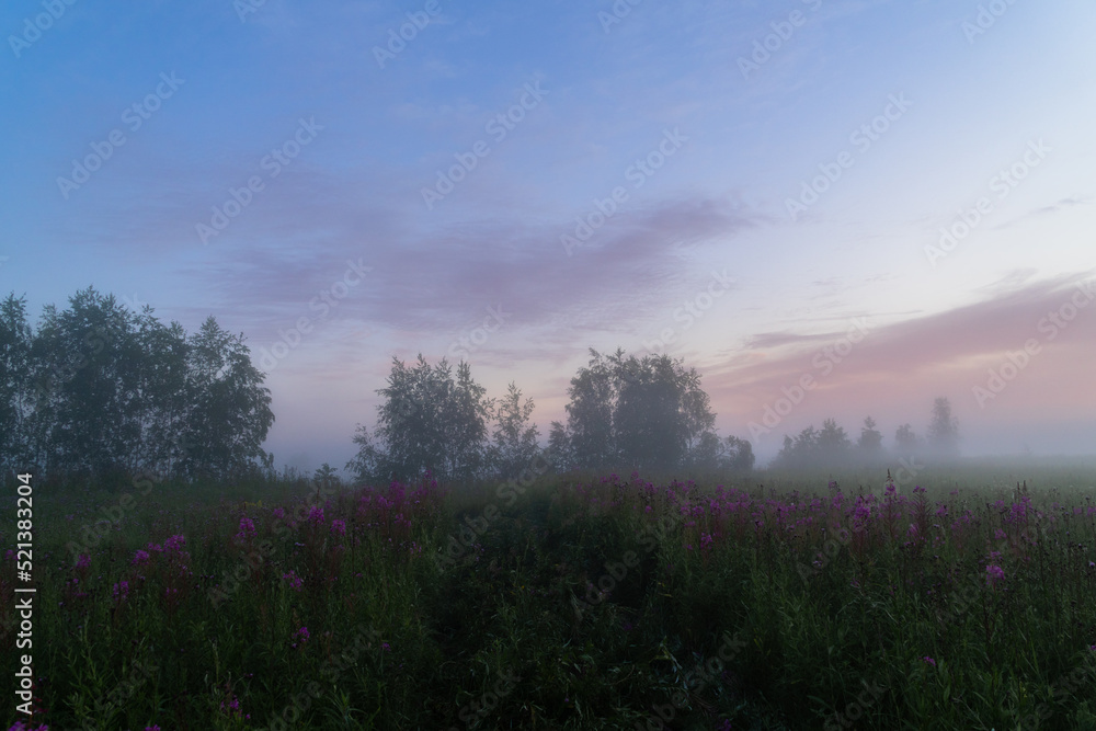foggy dawn in summer in a field