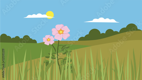 Pink flower in the steppe fields