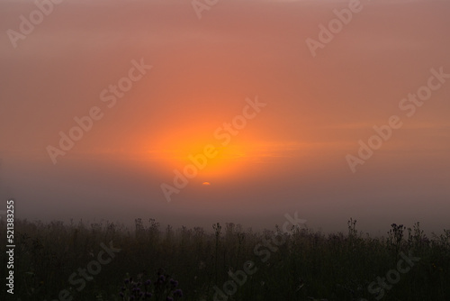 foggy dawn in summer in a field