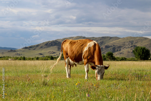 Cow grazing on summer meadow