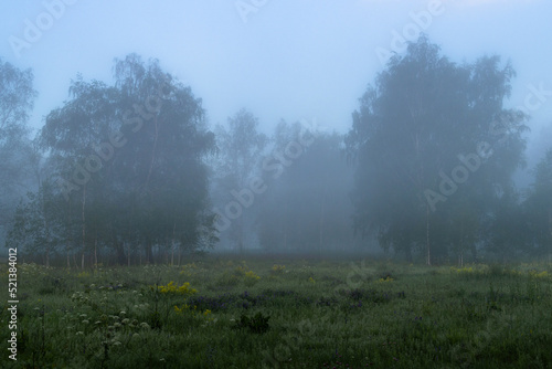 foggy summer morning in the forest