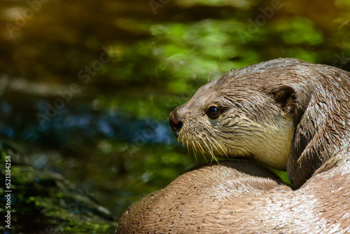 The brown otter is an animal that likes to swim during the day.