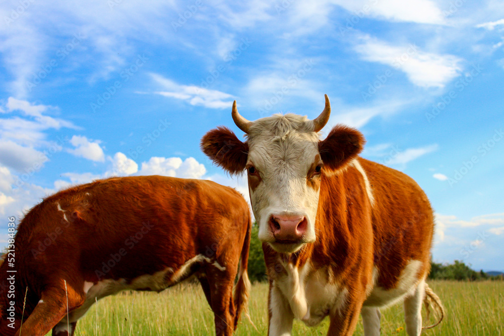 Curious cow looking at camera while grazing on summer meadow