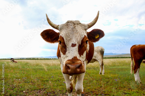 Cow portrait annoyed by flies while grazing on summer meadow