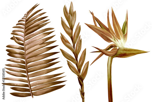 Fotografija Tropical dry leaves and flowers on white background, watercolor illustration brown, sepia leaf