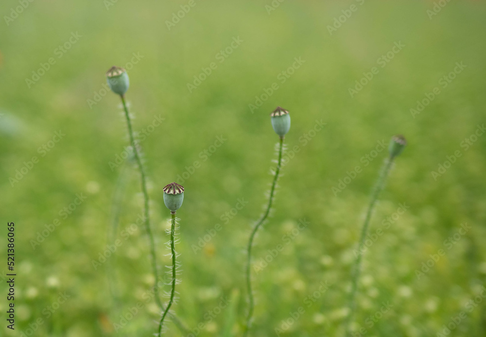 Green grass in sunshine close up Green grass in sunshine close up