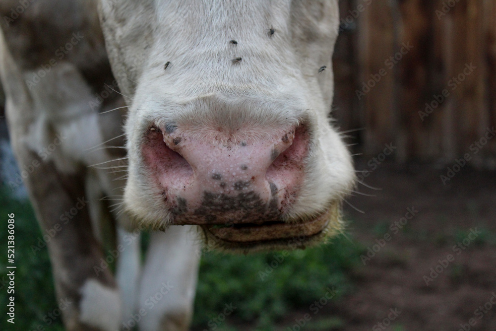 Cow's snout nose close-up. Chewing cattle Cow's snout nose close-up. Chewing cattle