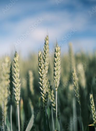 wheat field in the sunshine.
