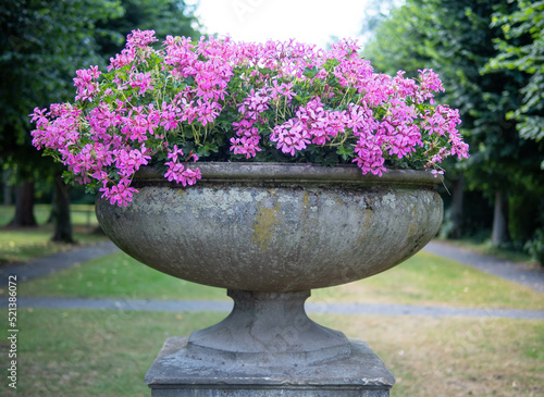 flower vase in garden of city Bueckeburg , Germany photo