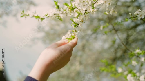 Shallow focus of a woman tocking beautiful cherry blossoms against a blurred background photo