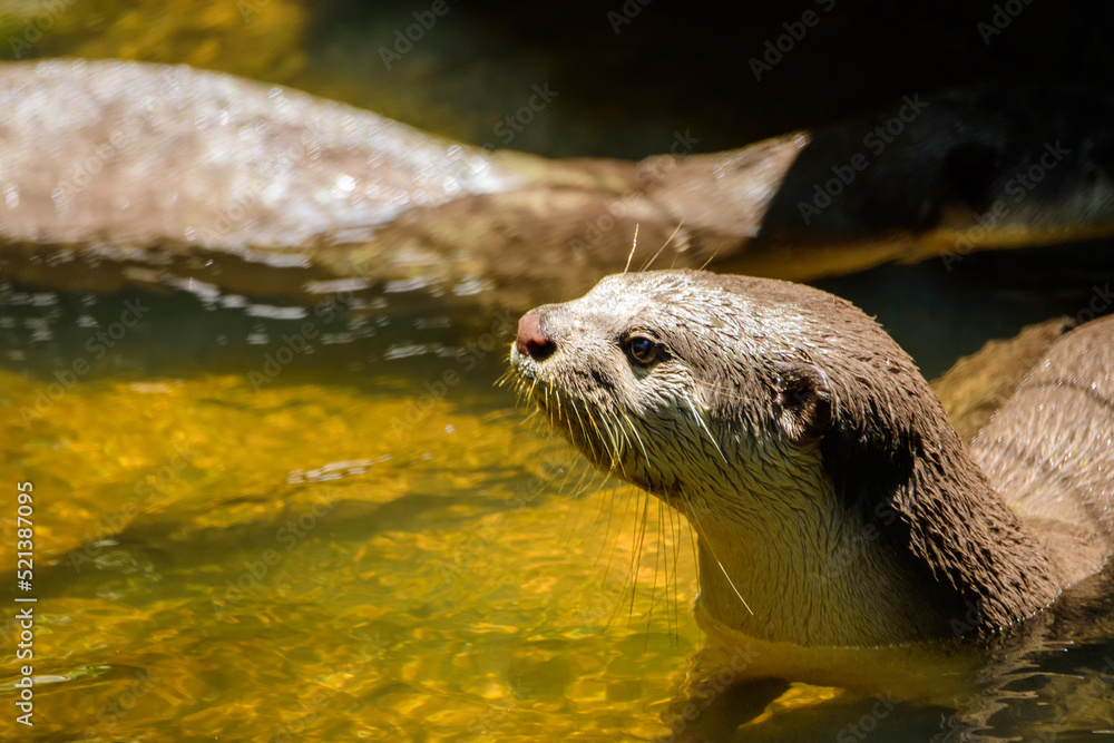 Fototapeta premium The brown otter likes to swim. hot afternoon