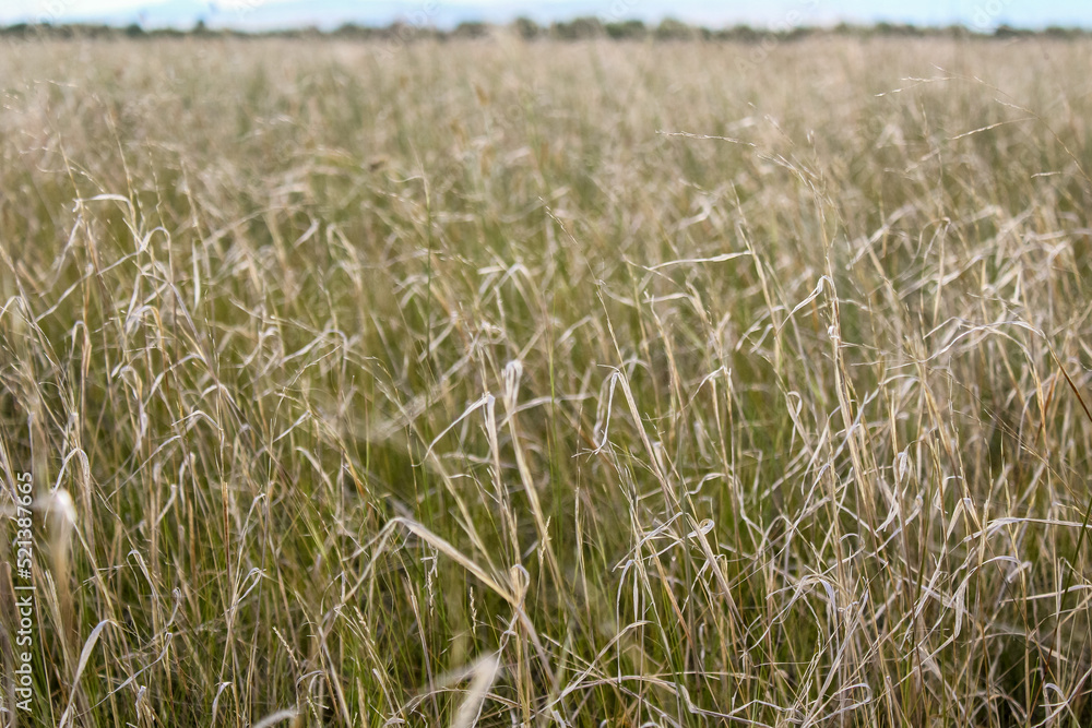 Fototapeta premium photograph of dry yellow grass on agricultural field 