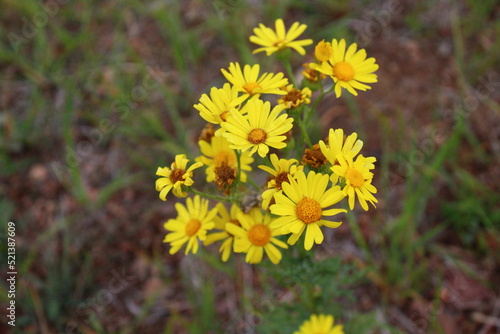 Yellow wild flowers on summer meadow