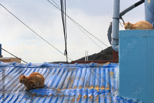 a street cat in korea
