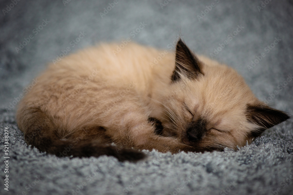 Fototapeta premium A small cute kitten sleeps sweetly on a fluffy gray blanket, curled up in a ball