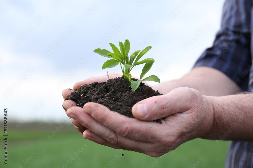 Man holding pile of soil with seedling outdoors, closeup Man holding pile of soil with seedling outdoors, closeup