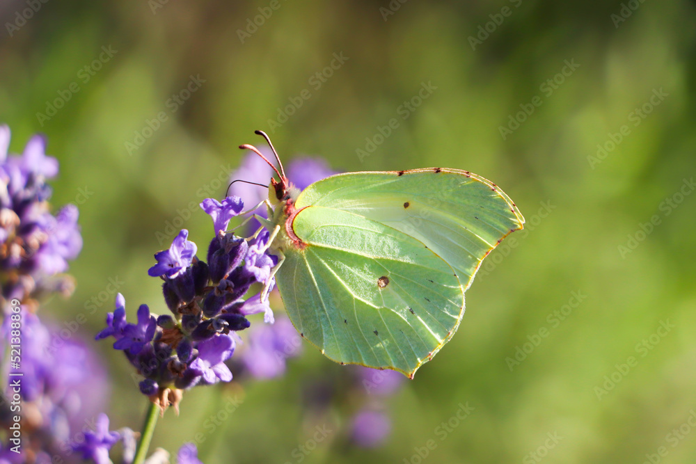 Beautiful butterfly in lavender field on summer day, closeup Beautiful butterfly in lavender field on summer day, closeup