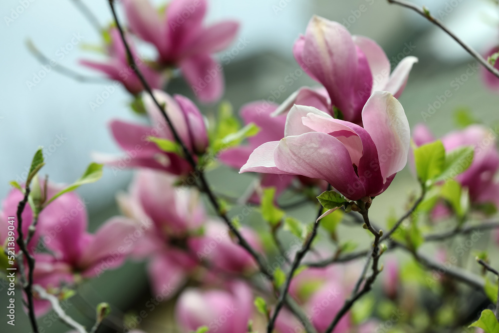 Beautiful magnolia tree with pink flowers on blurred background, closeup. Space for text Beautiful magnolia tree with pink flowers on blurred background, closeup. Space for text