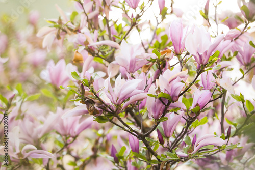 Magnolia tree with beautiful pink flowers outdoors  closeup