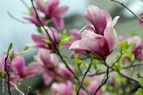 Beautiful magnolia tree with pink flowers on blurred background, closeup. Space for text