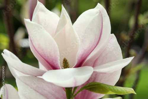 Magnolia tree with beautiful flowers on blurred background  closeup