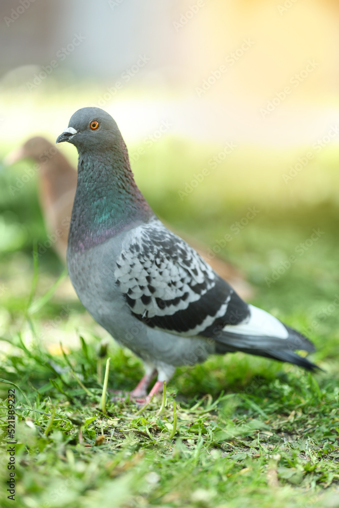Beautiful grey dove on green grass outdoors Beautiful grey dove on green grass outdoors