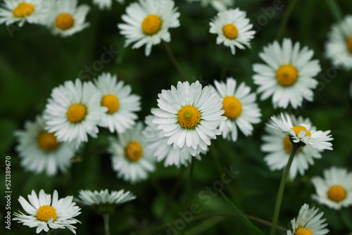 Beautiful tender daisy flowers growing outdoors  closeup