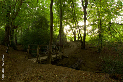 Fototapeta Naklejka Na Ścianę i Meble -  A bridge and footpath through a broadleaved woodland in England
