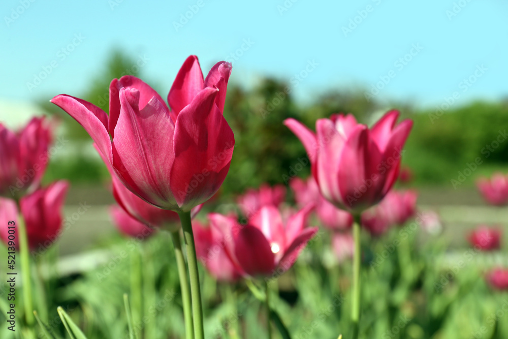 Beautiful pink tulips growing in garden, closeup. Spring season Beautiful pink tulips growing in garden, closeup. Spring season
