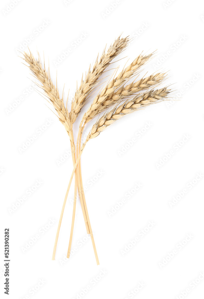 Ears of wheat on white background. Cereal plant Ears of wheat on white background. Cereal plant