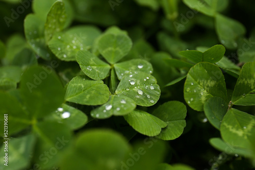 Beautiful green clover leaves with water drops, closeup