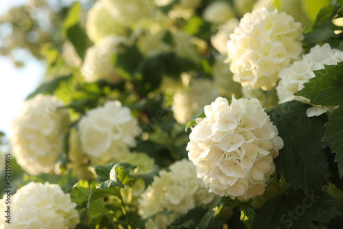 Beautiful hydrangea plant with white flowers outdoors, closeup
