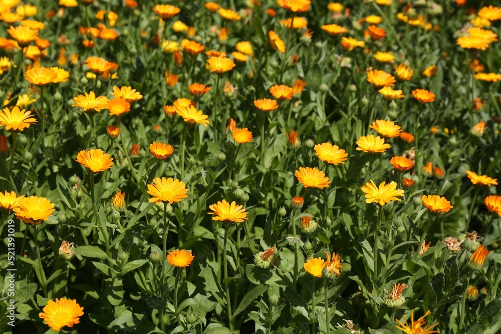 Beautiful blooming calendula flowers outdoors on sunny day