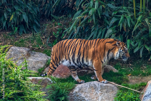 Tigre de Sumatra en profil
