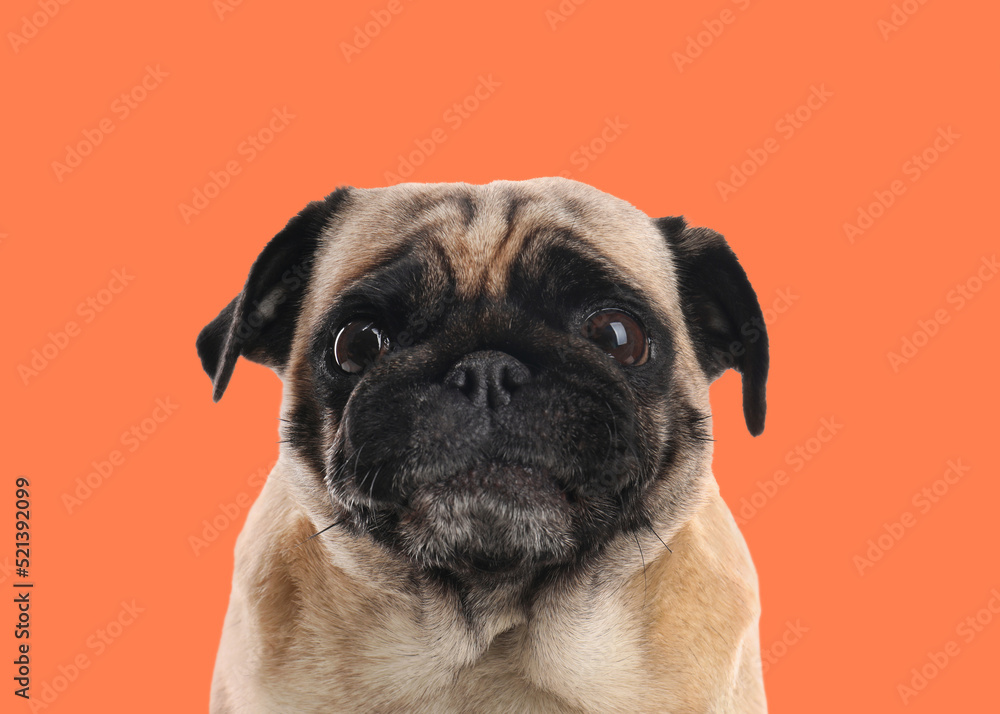 Happy cute pug dog on pale orange background