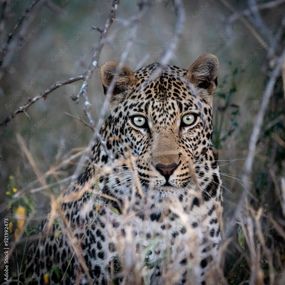 Fototapeta premium a Male leopard close up