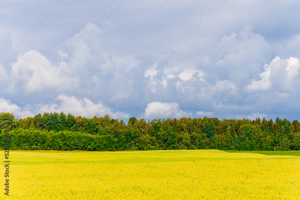 Yellow field of blooming raps with forest in the background and stormy clouds at summer day.