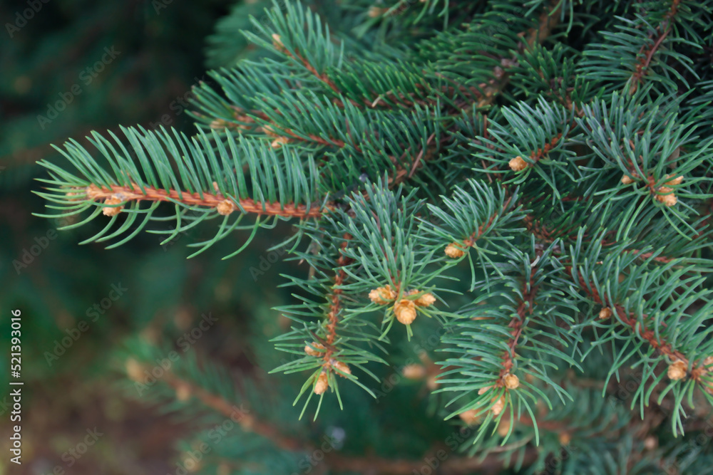 Beautiful branches of coniferous tree, closeup view Beautiful branches of coniferous tree, closeup view