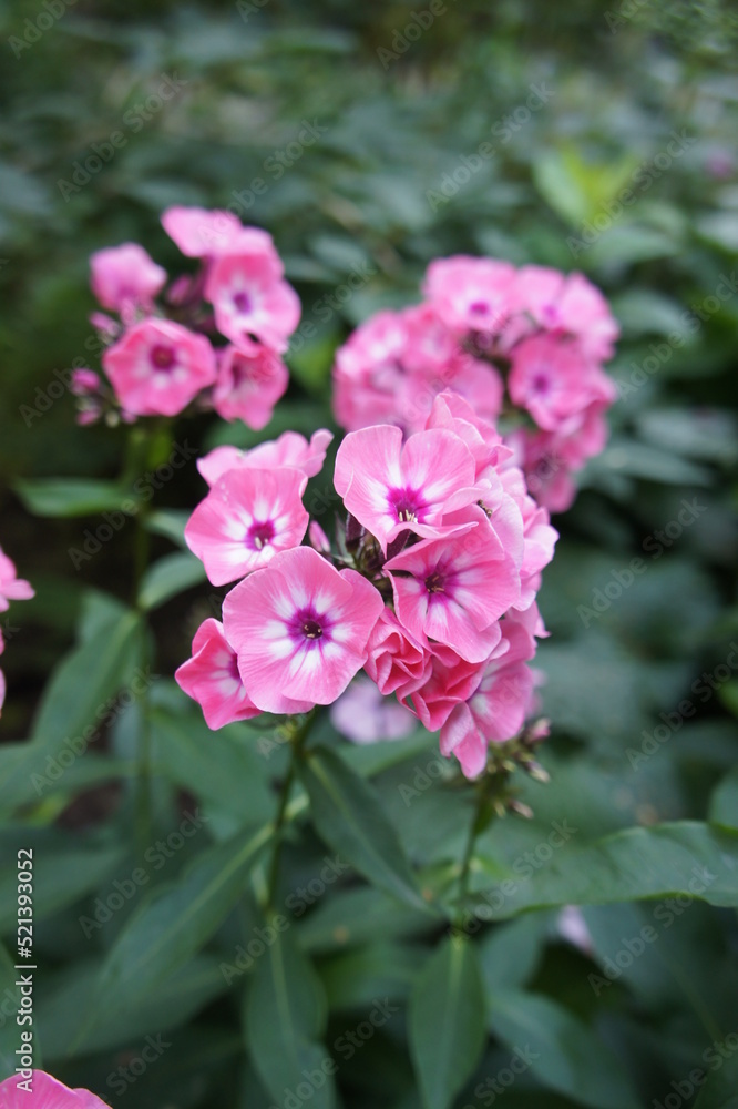 a narrow spike shaped inflorescence of pink with a bright eye in the middle Phlox paniculata Larissa a narrow spike shaped inflorescence of pink with a bright eye in the middle Phlox paniculata Larissa