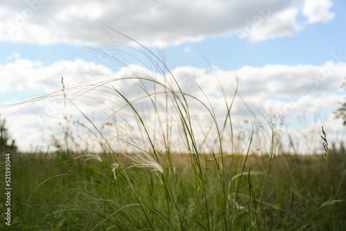 Beautiful feather grass growing in field  closeup