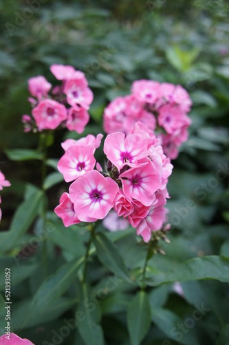 a narrow spike shaped inflorescence of pink with a bright eye in the middle Phlox paniculata Larissa
