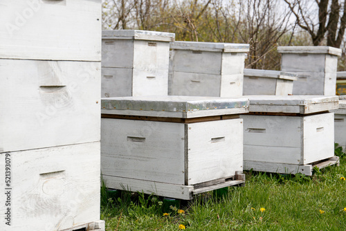 Many white bee hives at apiary outdoors © New Africa