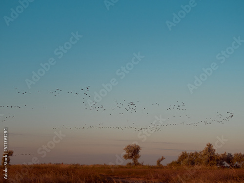 A flock cormorants flying during sunrise on Kinburn Spit   Mykolaiv Oblast  Ukraine.