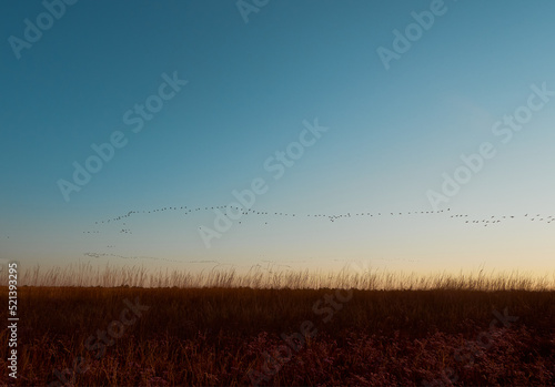 A flock cormorants flying during sunrise on Kinburn Spit   Mykolaiv Oblast  Ukraine.