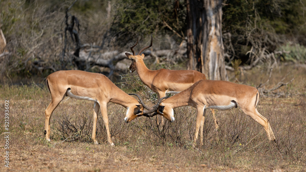 impala rams testing their strength impala rams testing their strength