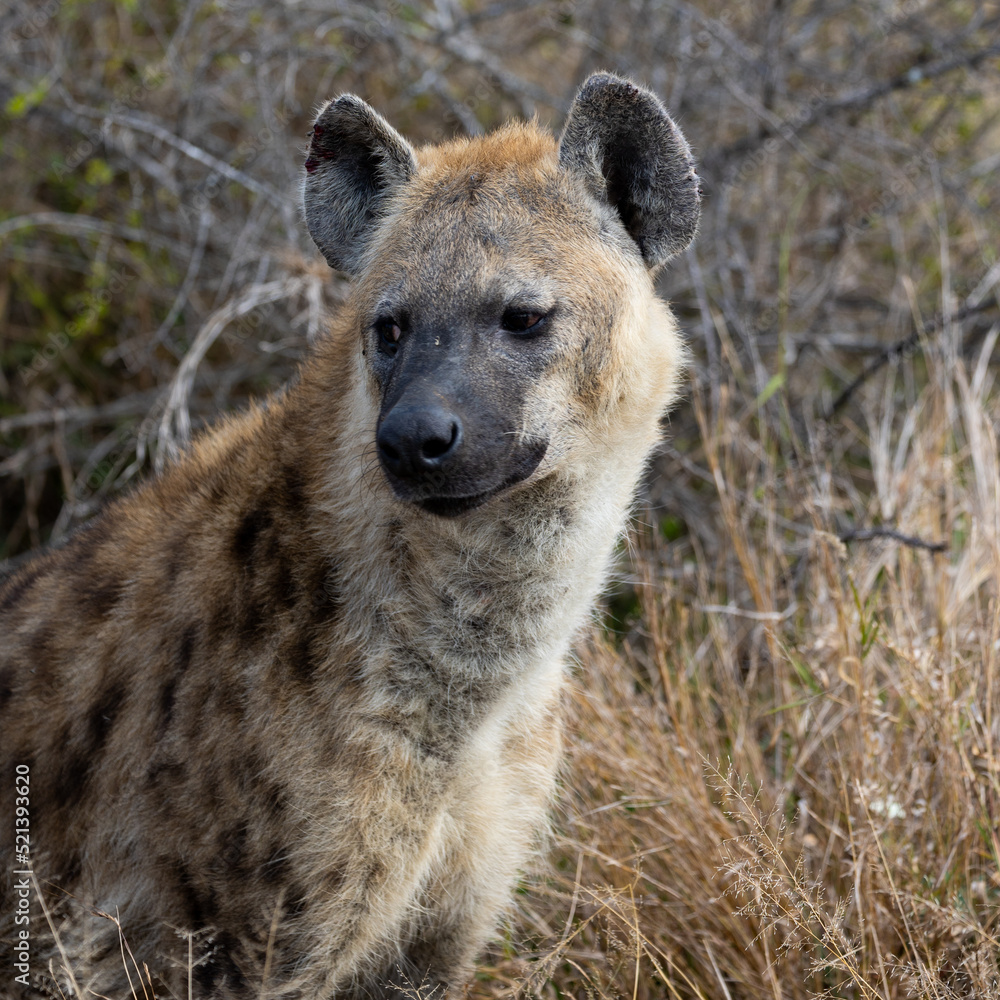 A spotted hyena in the wild