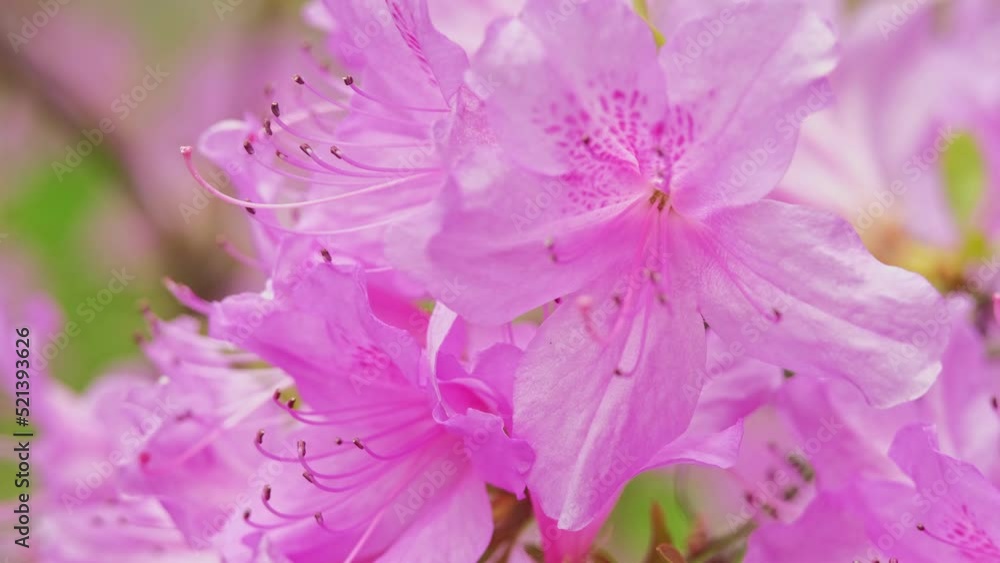 Pink flowers in rhododendrons Pink flowers in rhododendrons